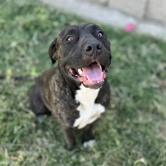 Ace - Staffordshire Bull Terrier