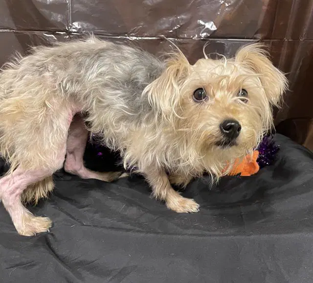 Tubby - Silky Terrier