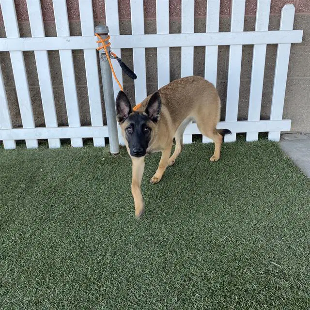Unknown - Belgian Shepherd Malinois