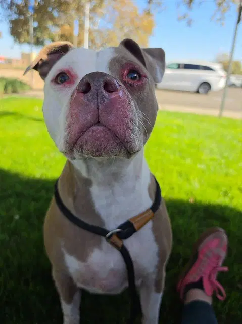 Chy - Pit Bull Terrier