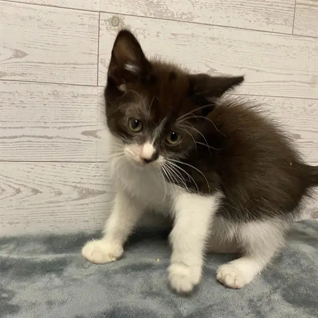 Unknown - Domestic Short Hair