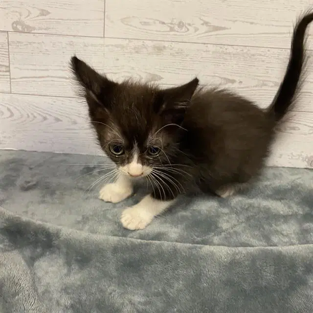 Unknown - Domestic Short Hair