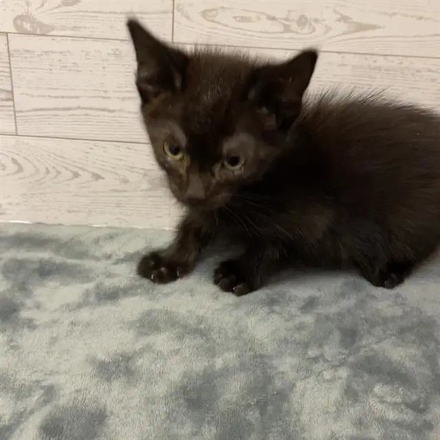 Unknown - Domestic Short Hair