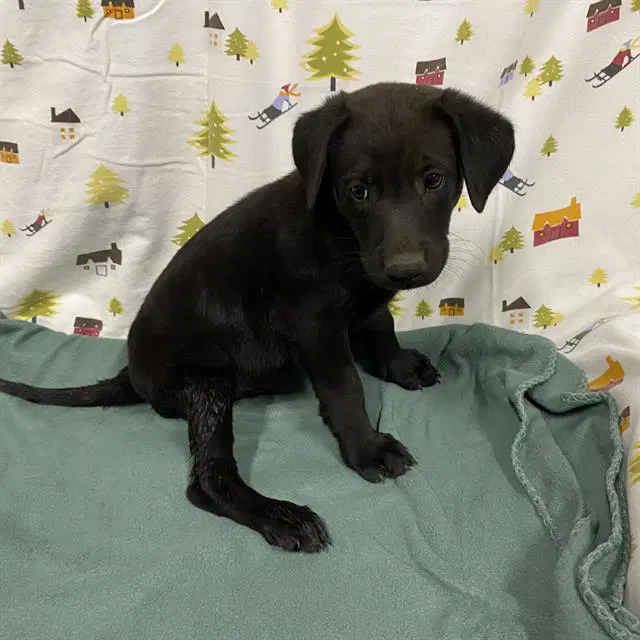 Murphy - Labrador Retriever
