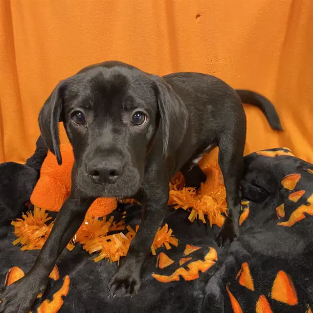 Doug - Labrador Retriever