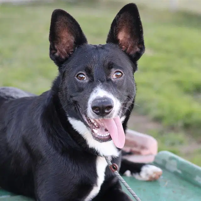 Bunny - Border Collie