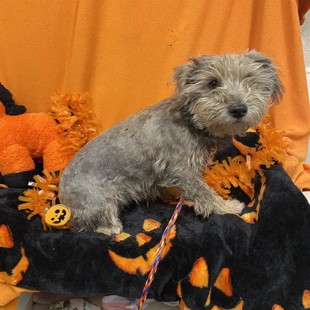 Unknown - Poodle (Miniature)