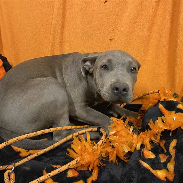 Unknown - Pit Bull Terrier