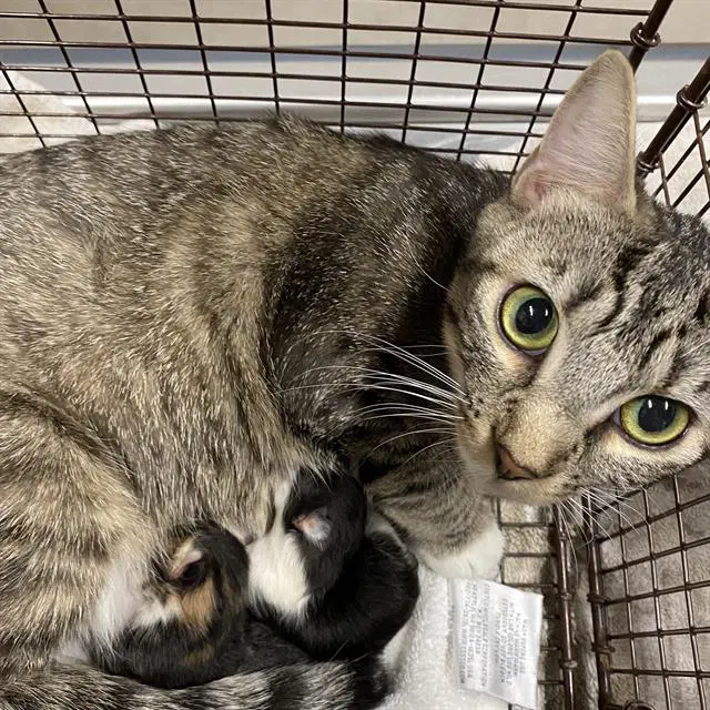 Luna - Domestic Short Hair