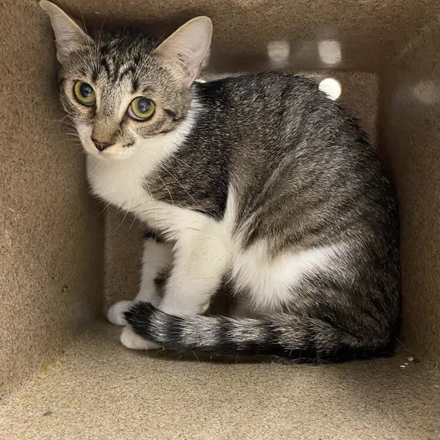 Barnaby - Domestic Short Hair