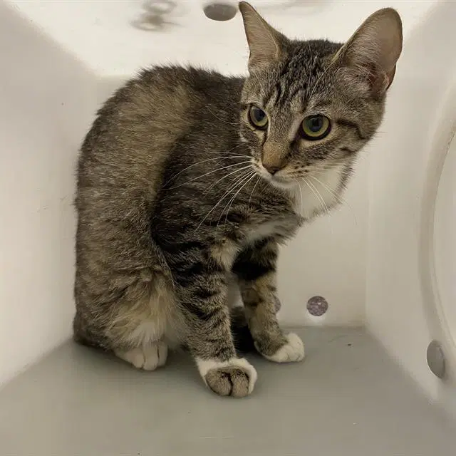 Oliver - Domestic Short Hair