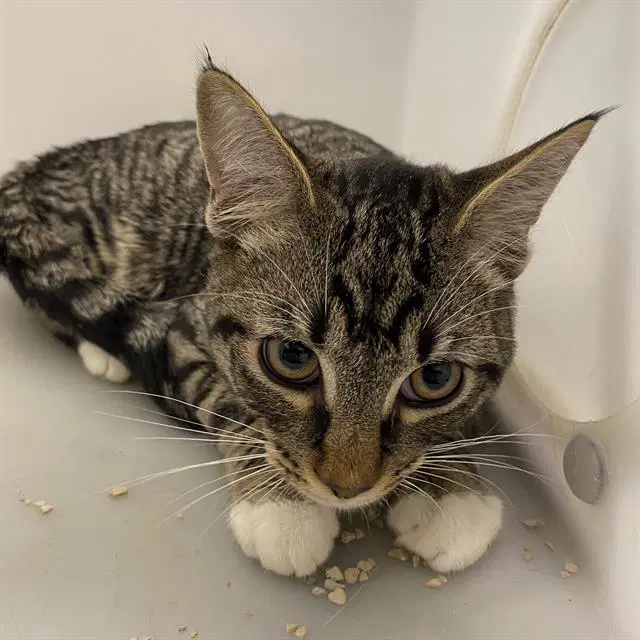 Luna - Domestic Short Hair