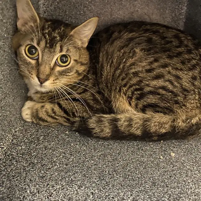 Barnaby - Domestic Short Hair