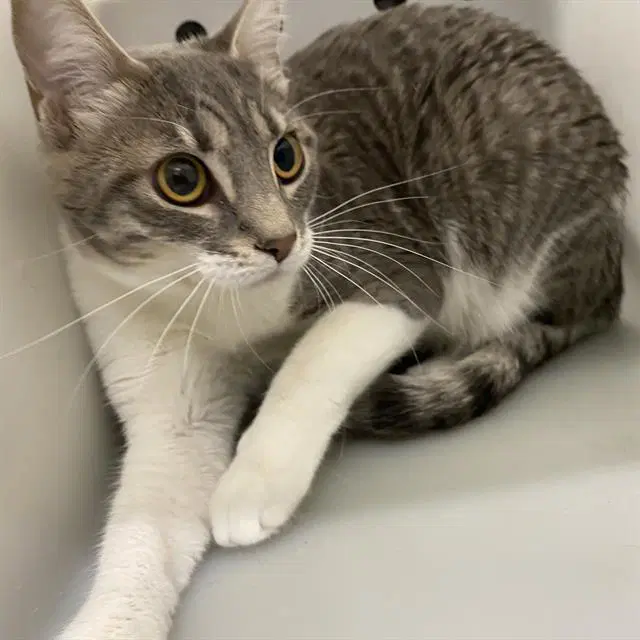 Oliver - Domestic Short Hair