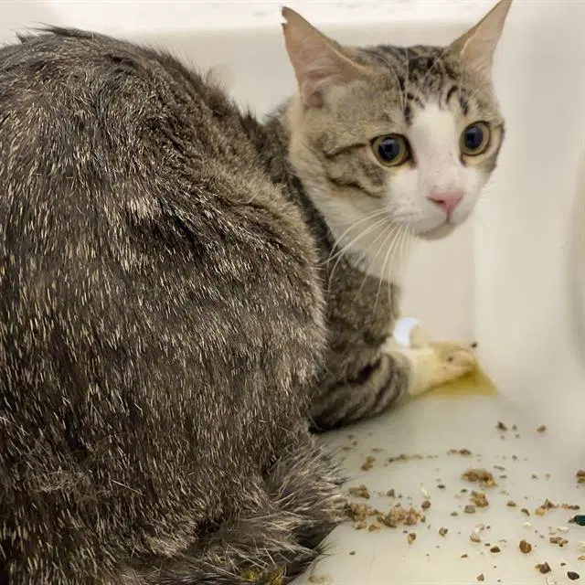 Unknown - Domestic Short Hair