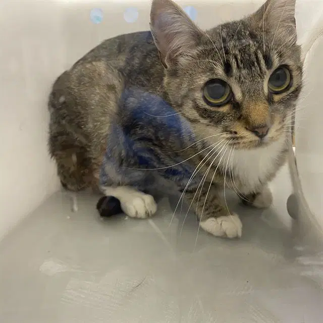 Luna - Domestic Short Hair
