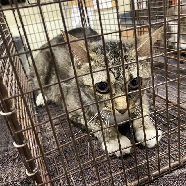Unknown - Domestic Short Hair