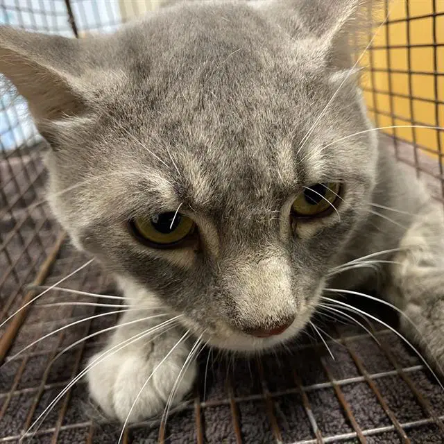 Unknown - Domestic Short Hair