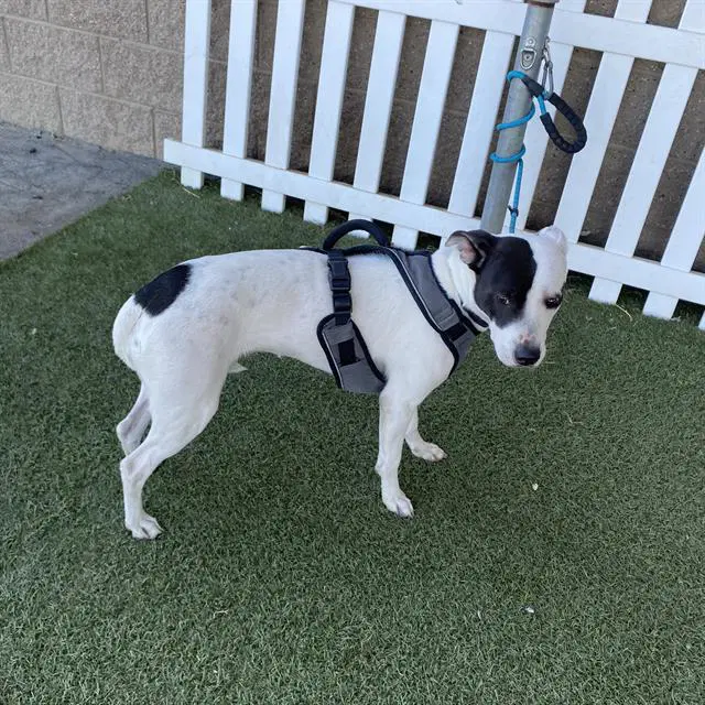 Lola - Pit Bull Terrier