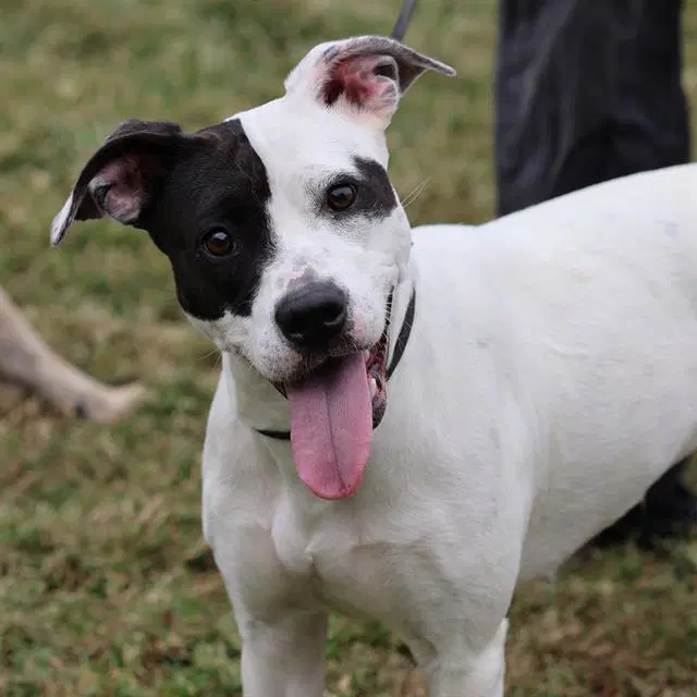 Lola - Pit Bull Terrier