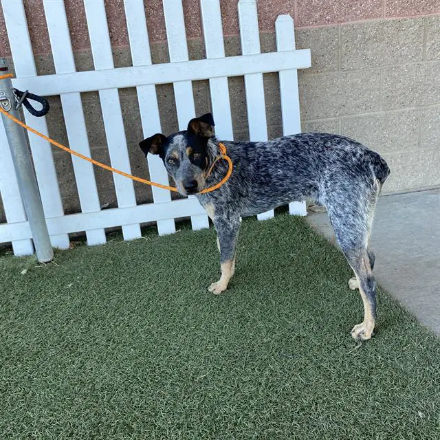 Max - Queensland Heeler