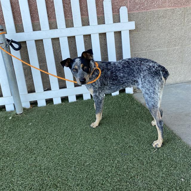 Max