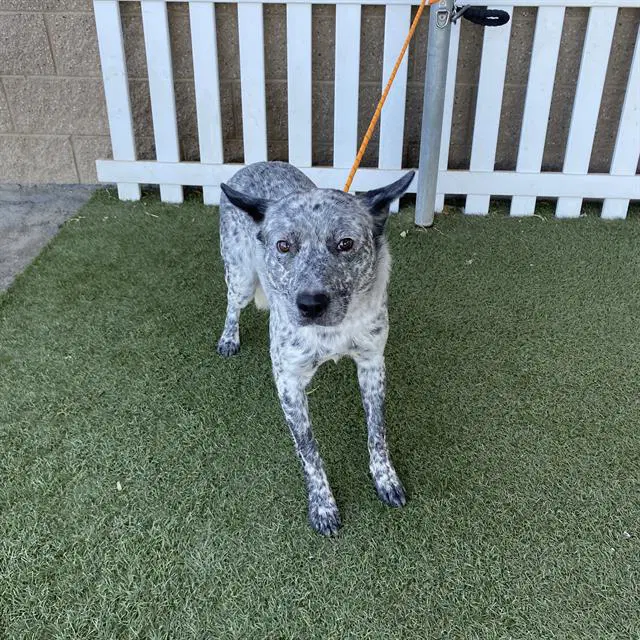 Max - Australian Cattle Dog/Blue Heeler