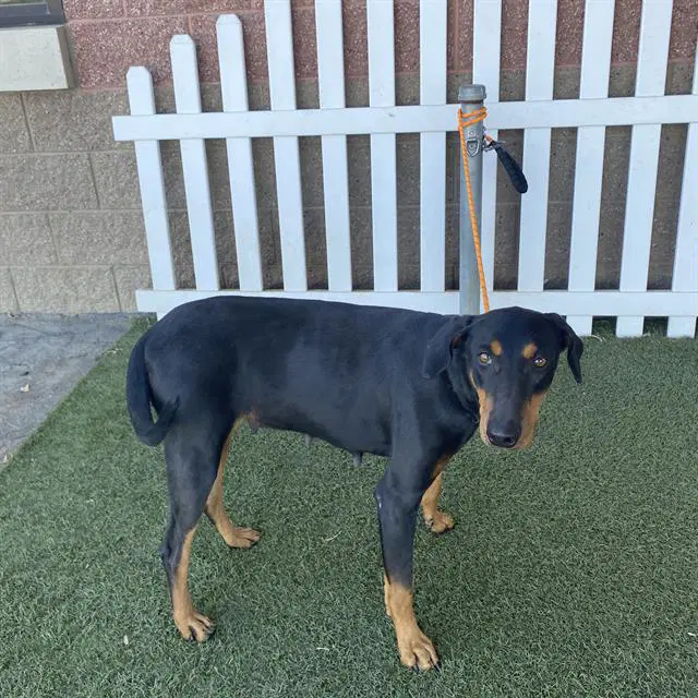 Max - Doberman Pinscher