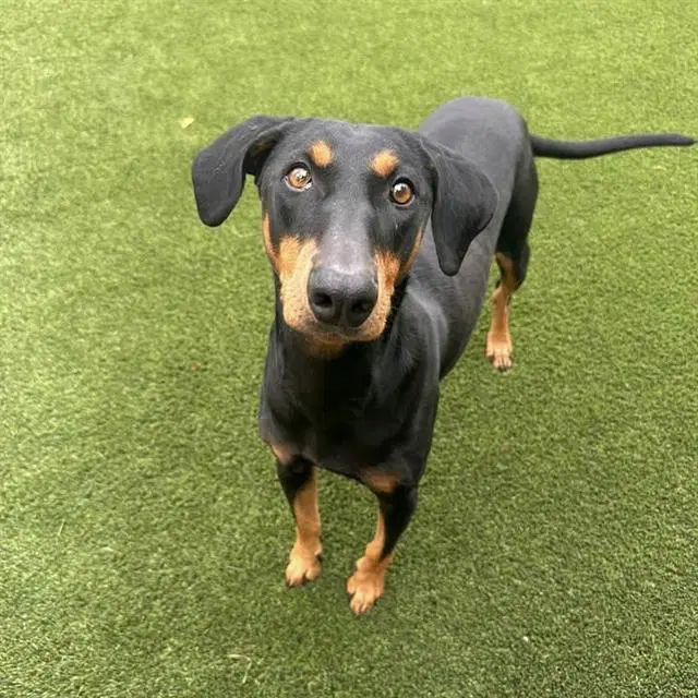 Max - Doberman Pinscher