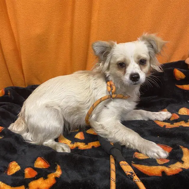 Max - Chihuahua