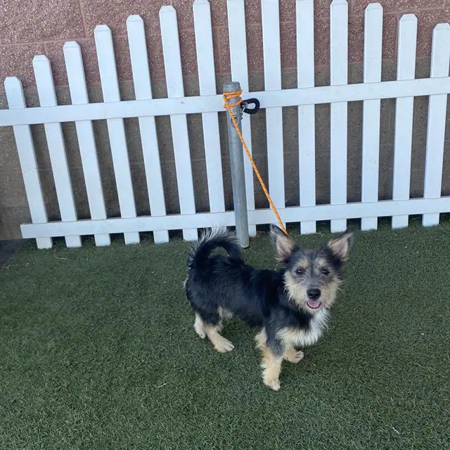 Max - Norfolk Terrier