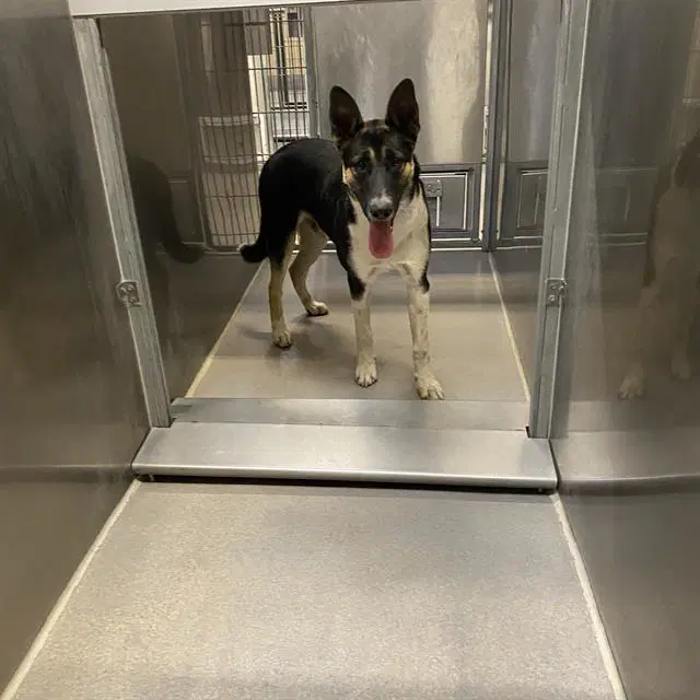 Max - German Shepherd Dog