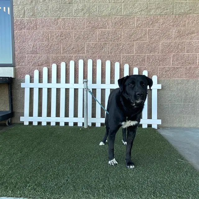 Max - Labrador Retriever