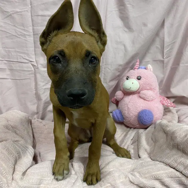 Nala - Belgian Shepherd Malinois