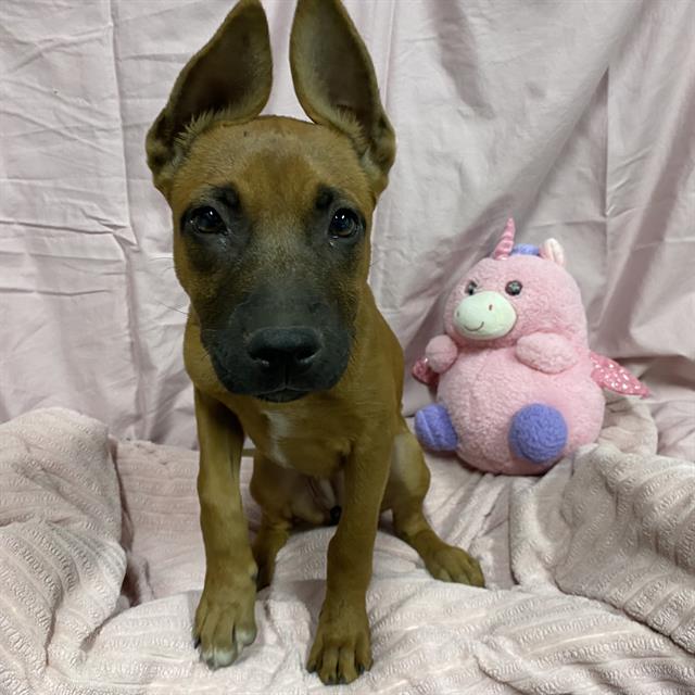 Nala