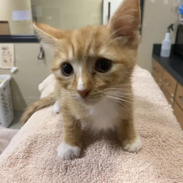Oliver - Domestic Medium Hair
