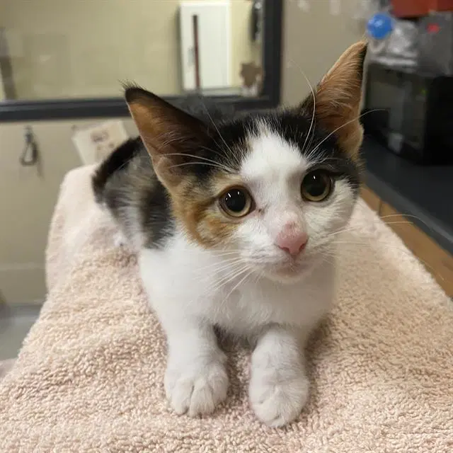 Oliver - Domestic Short Hair