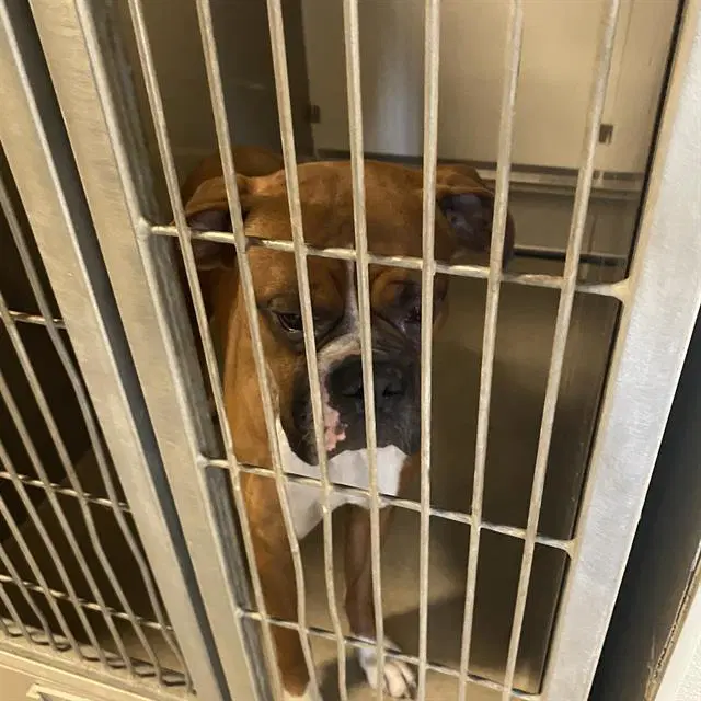 Otis - Boxer