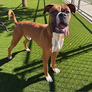 Otis - Boxer