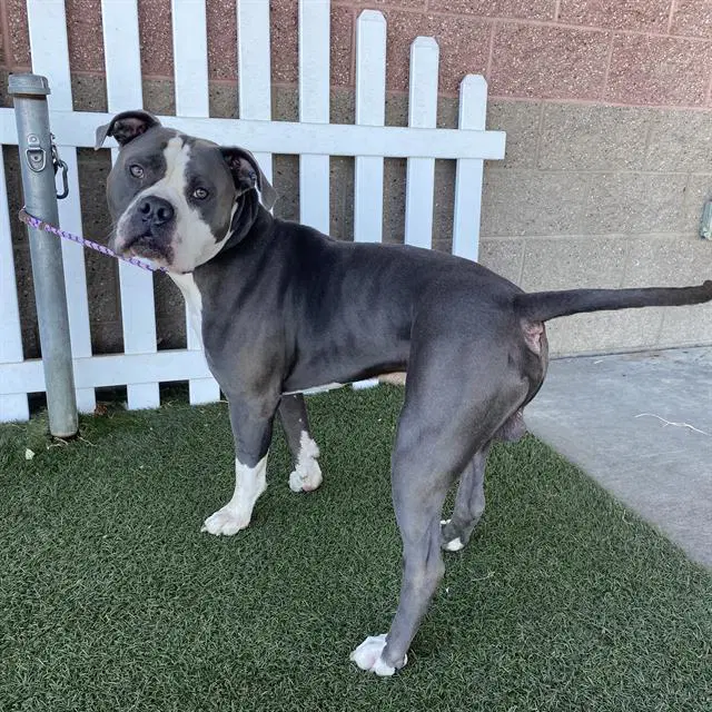 Fisher - Pit Bull Terrier