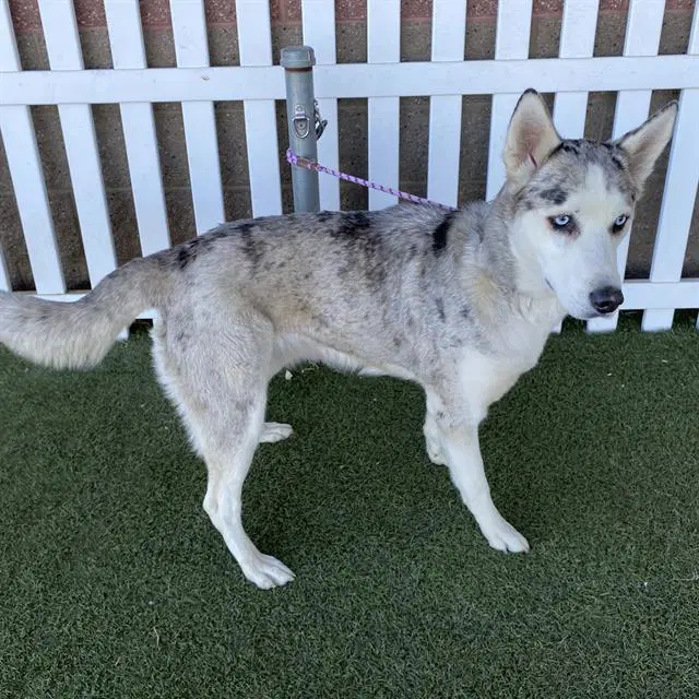 Brynn - Siberian Husky