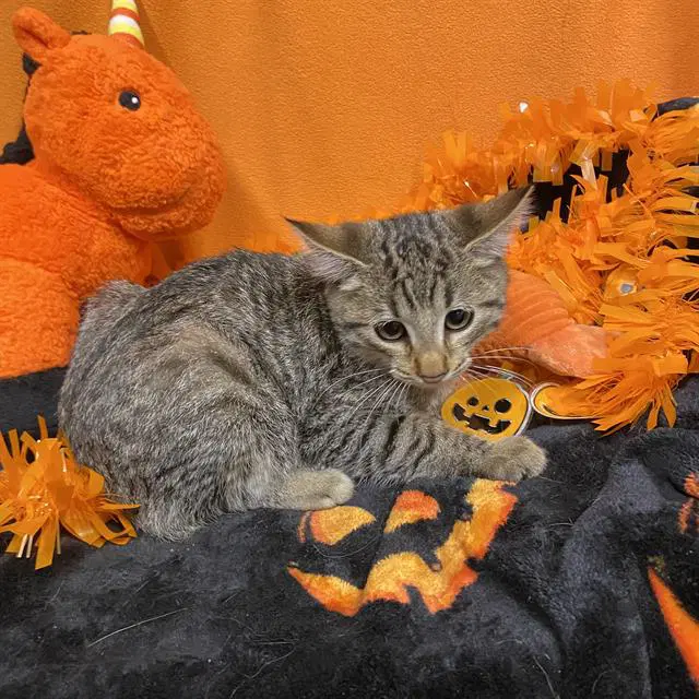 Unknown - Domestic Short Hair