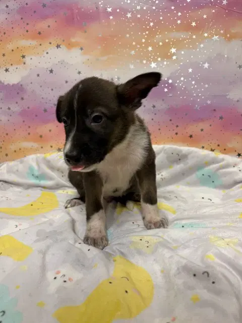 Asher - Border Collie
