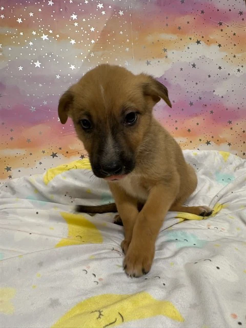 Chipper