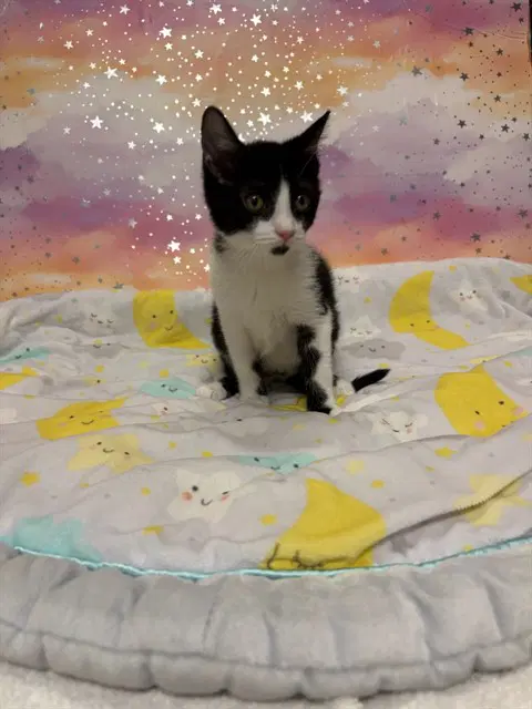 Oreo - Domestic Short Hair