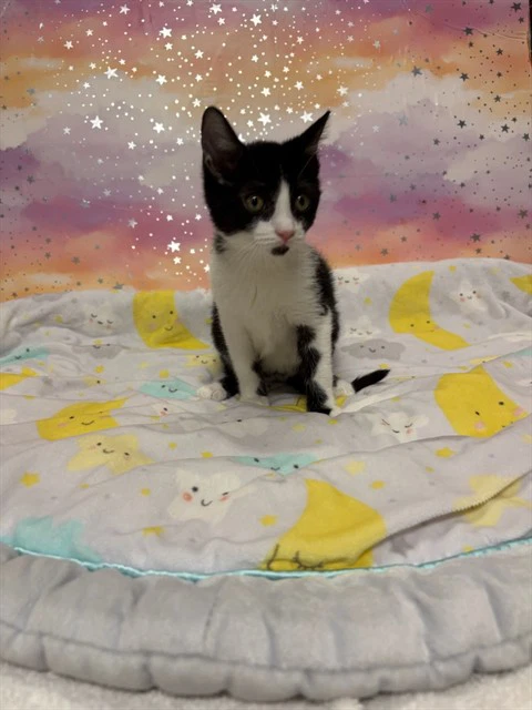 Oreo