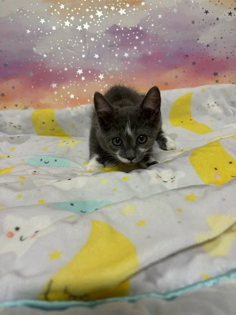 Coco