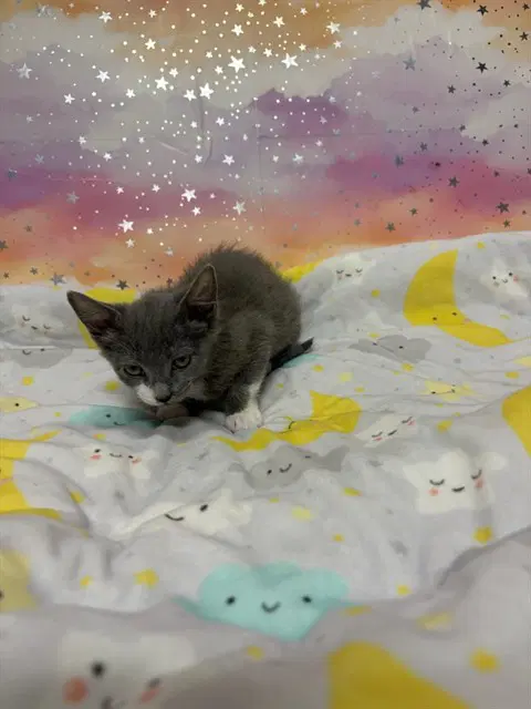 Marie - Domestic Medium Hair