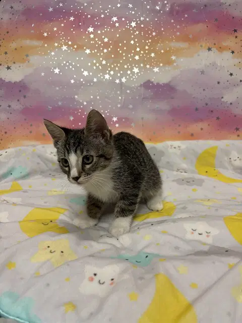Oliver - Domestic Short Hair