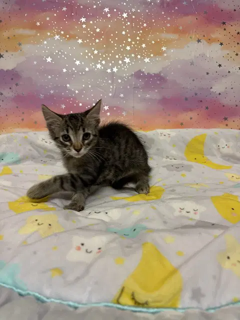 Luna - Domestic Short Hair